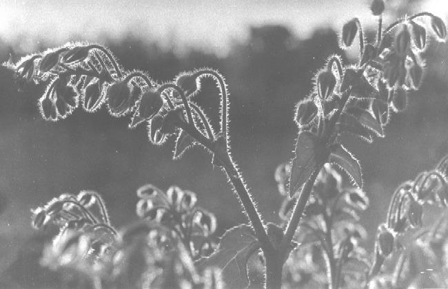 bourrache
(mauvaise photocopie)