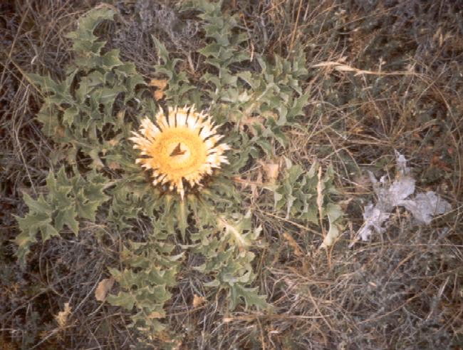 Cardabelle,
emblème du Larzac !