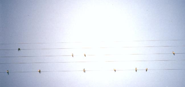 portée
musicale vivante!