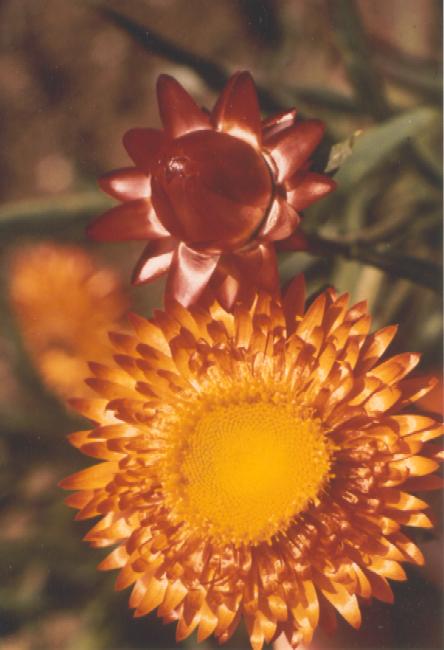 de la vie à la
mort d'une fleur !