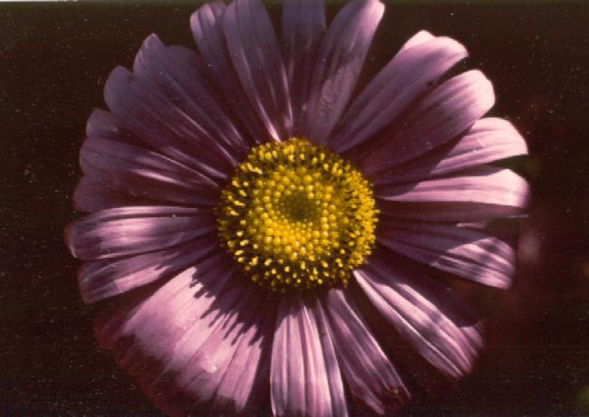 quel est
le nom de cette fleur?