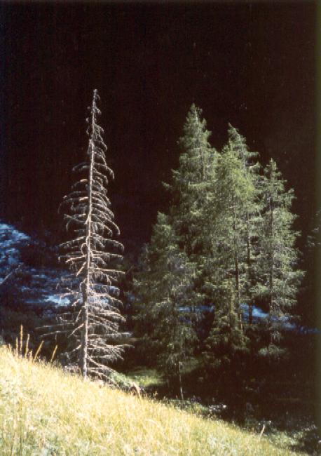 vie et mort des
mélèzes...