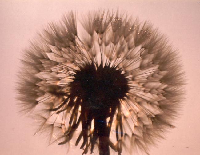 un pissenlit de
soleil !